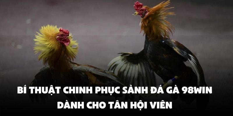 Bí thuật chinh phục sảnh đá gà 98Win dành cho tân hội viên