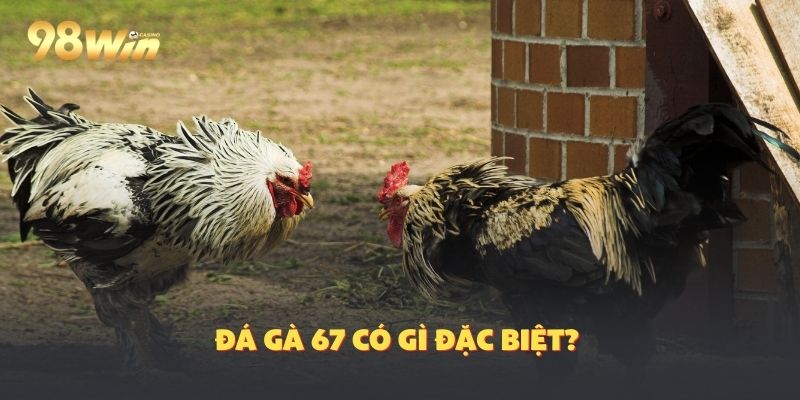 Sự đặc sắc của trực tiếp đã gà 67