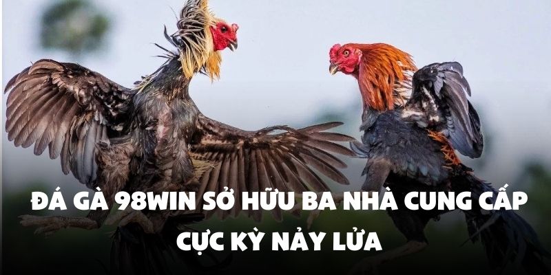 Đá gà 98Win sở hữu ba nhà cung cấp cực kỳ nảy lửa