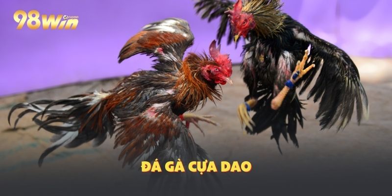 Đá Gà Cựa Dao: Sự Hấp Dẫn Của Với Cược Thủ 98Win