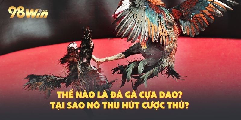 Đá gà cựa dao 98Win tại sao lại thu hút