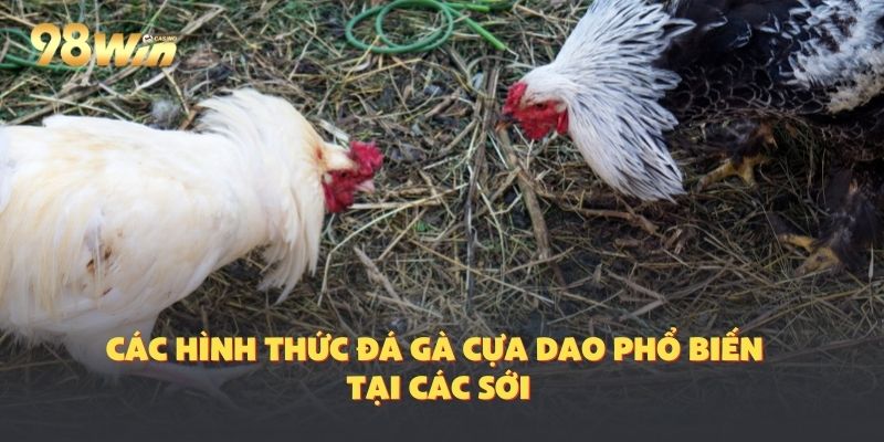 Sới đầu với các giải phổ biến đá gà cựa dao