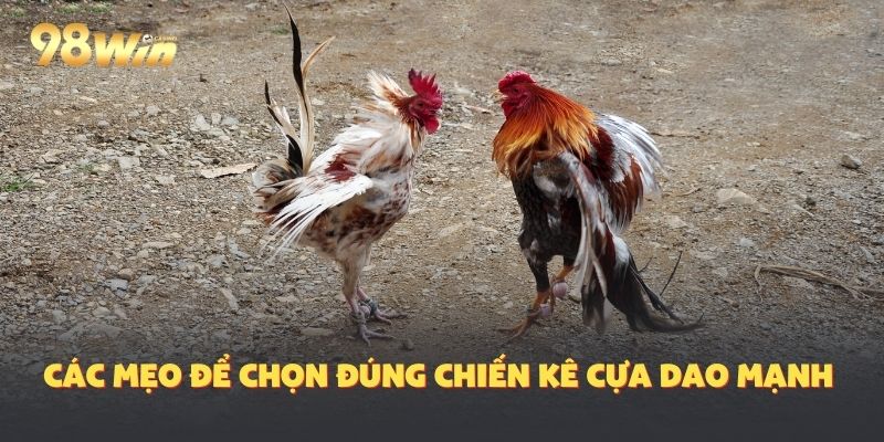 Mẹo từ chuyên gia 98Win bật mí