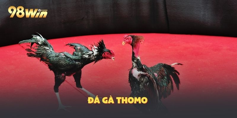 Đá Gà Thomo, Bí Kíp Chinh Phục Những Trận Cược Căng Não