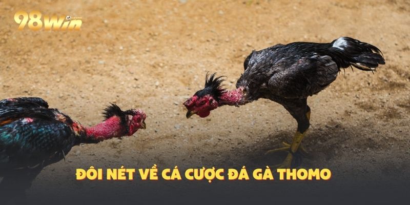 Về các giải đấu tại Thomo