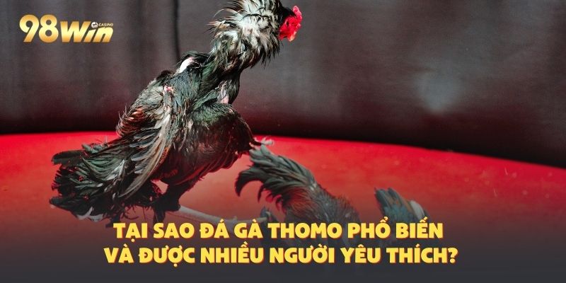Lý do giải đấu tại đá gà Thomo thu hút anh em