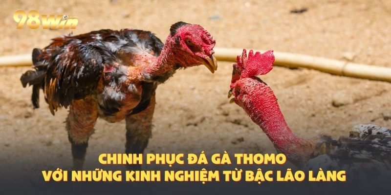 Chinh phục và nhận thưởng từ đá gà Thomo